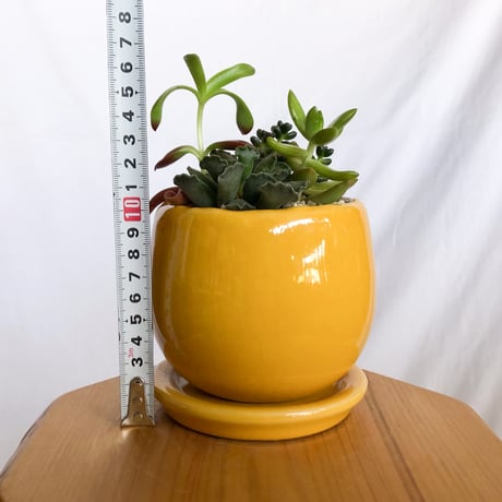 多肉植物 寄せ植え 鉢セット インテリア 多肉植物 観葉植物 珍奇植物 静岡 ANTIDOTE 通販 S1281