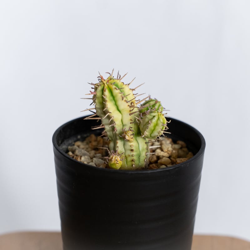 ユーフォルビア 紅彩閣錦 実生 エノプラ 斑入り Euphorbia enopla 塊根