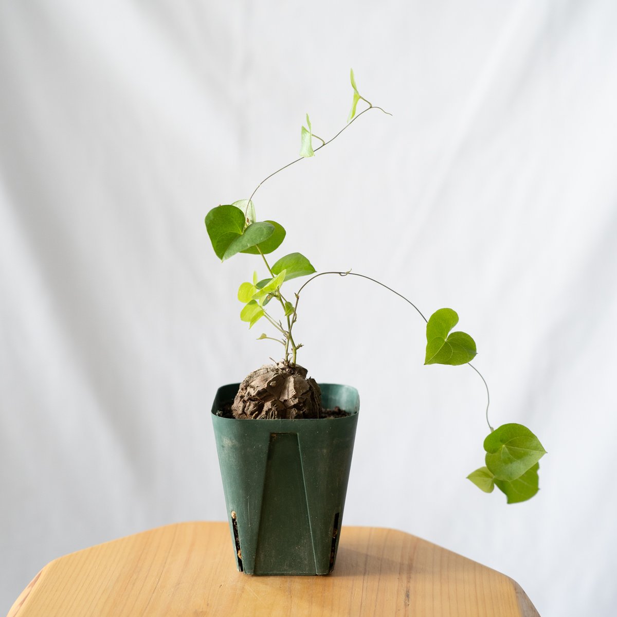 亀甲竜 ディオスコレア・エレファンティペス Dioscorea