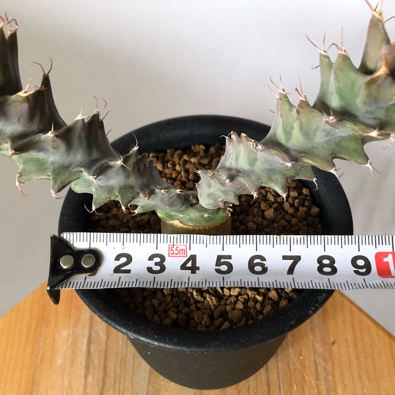 ユーフォルビア トルチラマ 実生 Euphorbia tortirama 多肉植物 珍奇