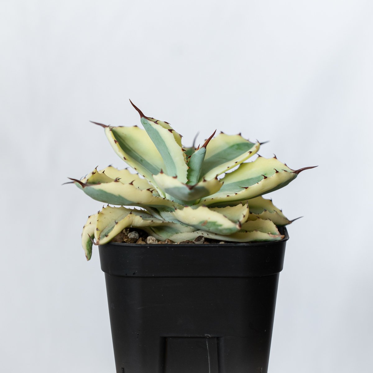 アガベ チタノタ 吉祥冠錦 OC株【発根管理中】斑入り Agave potatorum