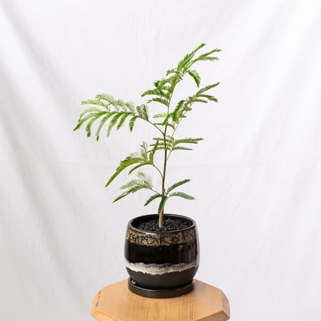 エバーフレッシュ 鉢セット Pithecellobium 観葉植物 多肉植物 インテリアグリーン 静岡 ANTIDOTE 通販 S1195