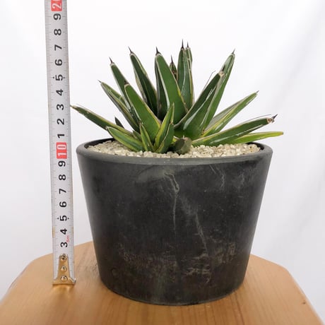アガベ 笹の雪錦 OC株 Agave victoriae-reginae variegata 多肉植物 珍奇植物 ANTIDOTE 静岡 通販 S1164