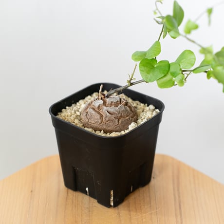 亀甲竜　特大 61jqd8r5lnL._AC_UF350,