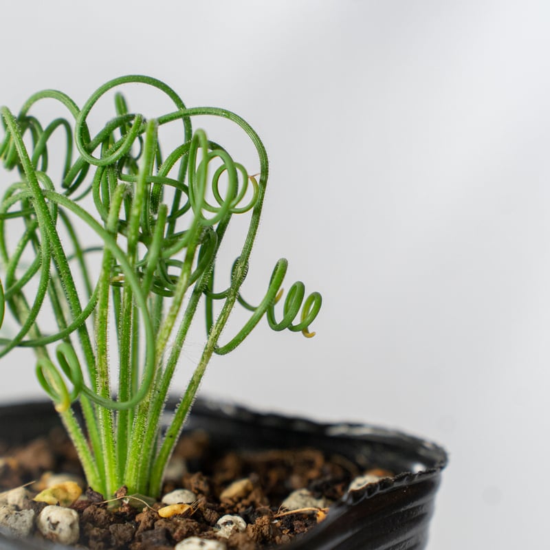 アルブカ スピラリス Albuca spiralis 観葉植物 多肉植物 珍奇植物