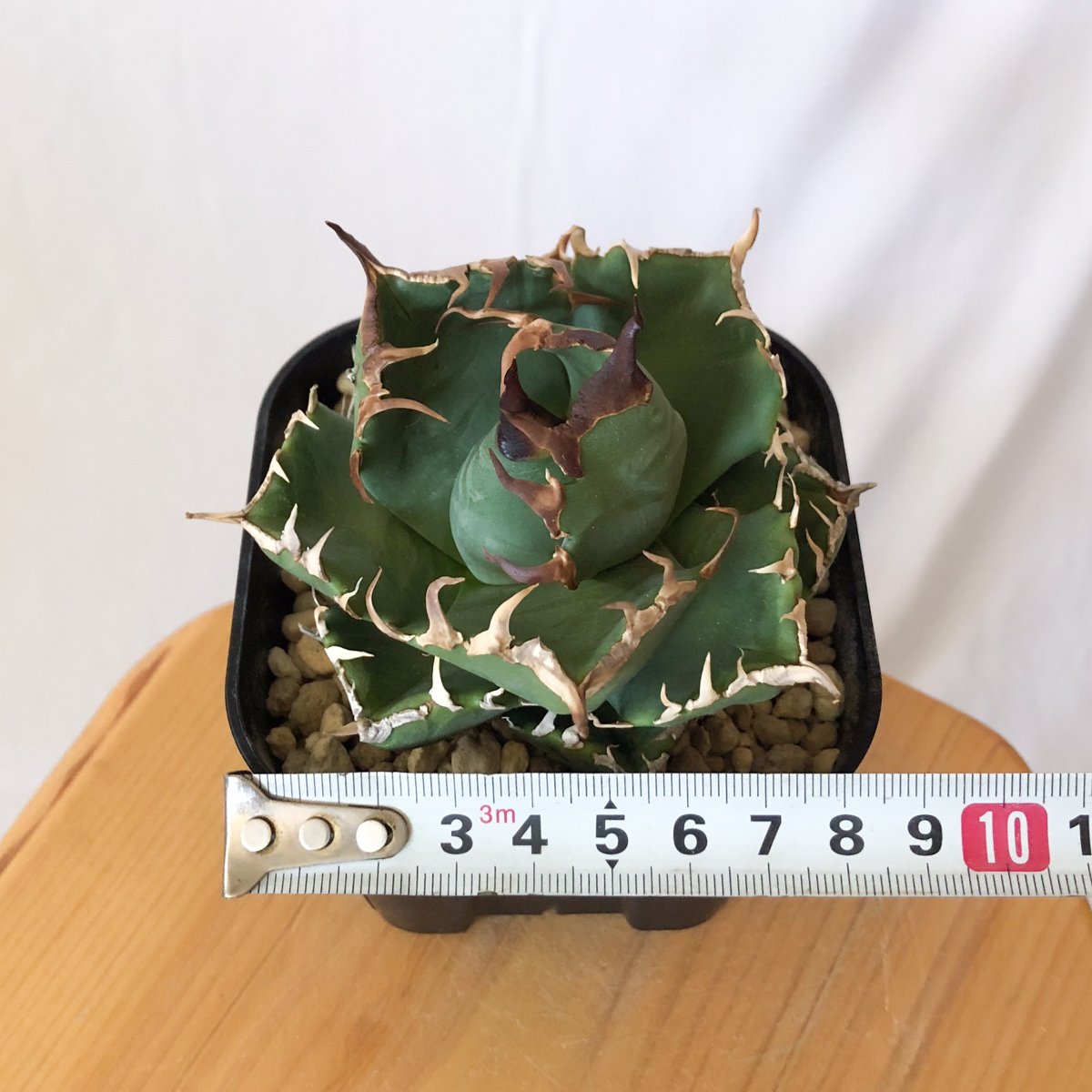 アガベ　魔丸　OC株 アガベ 魔丸 OC株