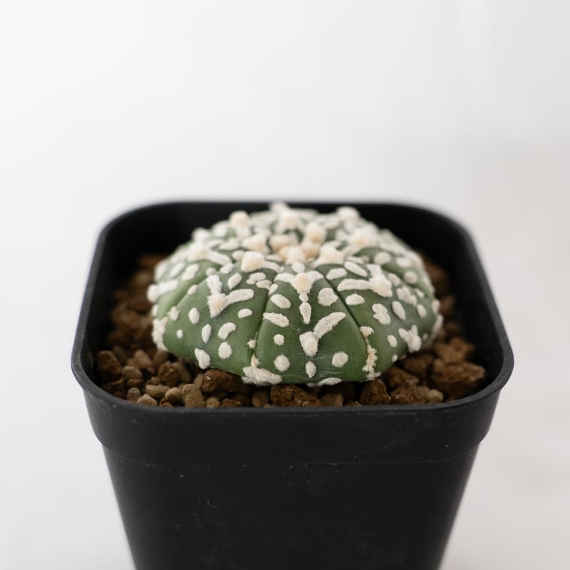 アストロフィツム スーパー兜 Vタイプ アロータイプ Astrophytum