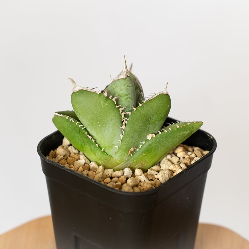 アガベ チタノタ 大白鯊 ホオジロザメ TC株 Agave titanota great wh