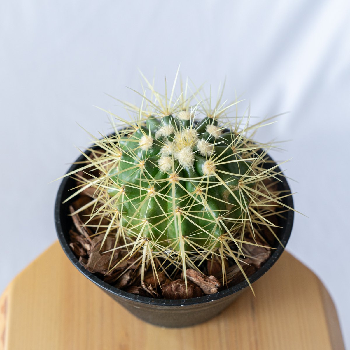 金鯱 エキノカクタス Golden ball cactus サボテン 多肉植物 珍奇植物