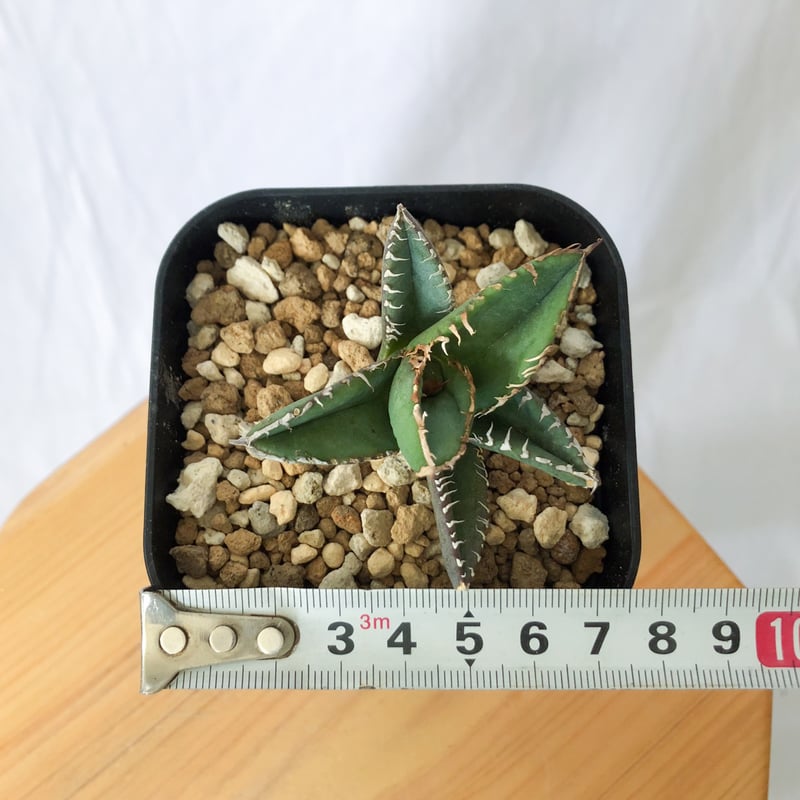 アガベ チタノタ 鬣蜥 イグアナ TC株 Agave titanota 多肉植物 珍奇
