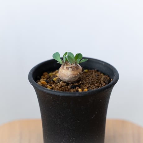 オトンナ カカリオイデス 美株 実生 Othonna cacalioides 塊根植物 コーデックス 冬型 多肉植物 珍奇植物 静岡 ANTIDOTE 通販 S923