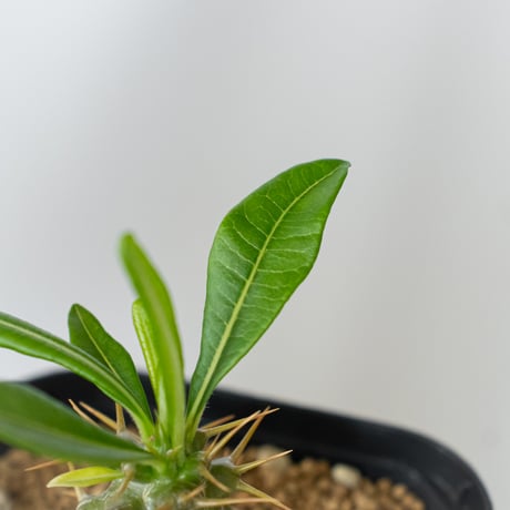パキポディウム アンボンゲンセ 実生 Pachypodium ambongense 塊根植物 コーデックス 多肉植物 珍奇植物 静岡 ANTIDOTE 通販 S1450