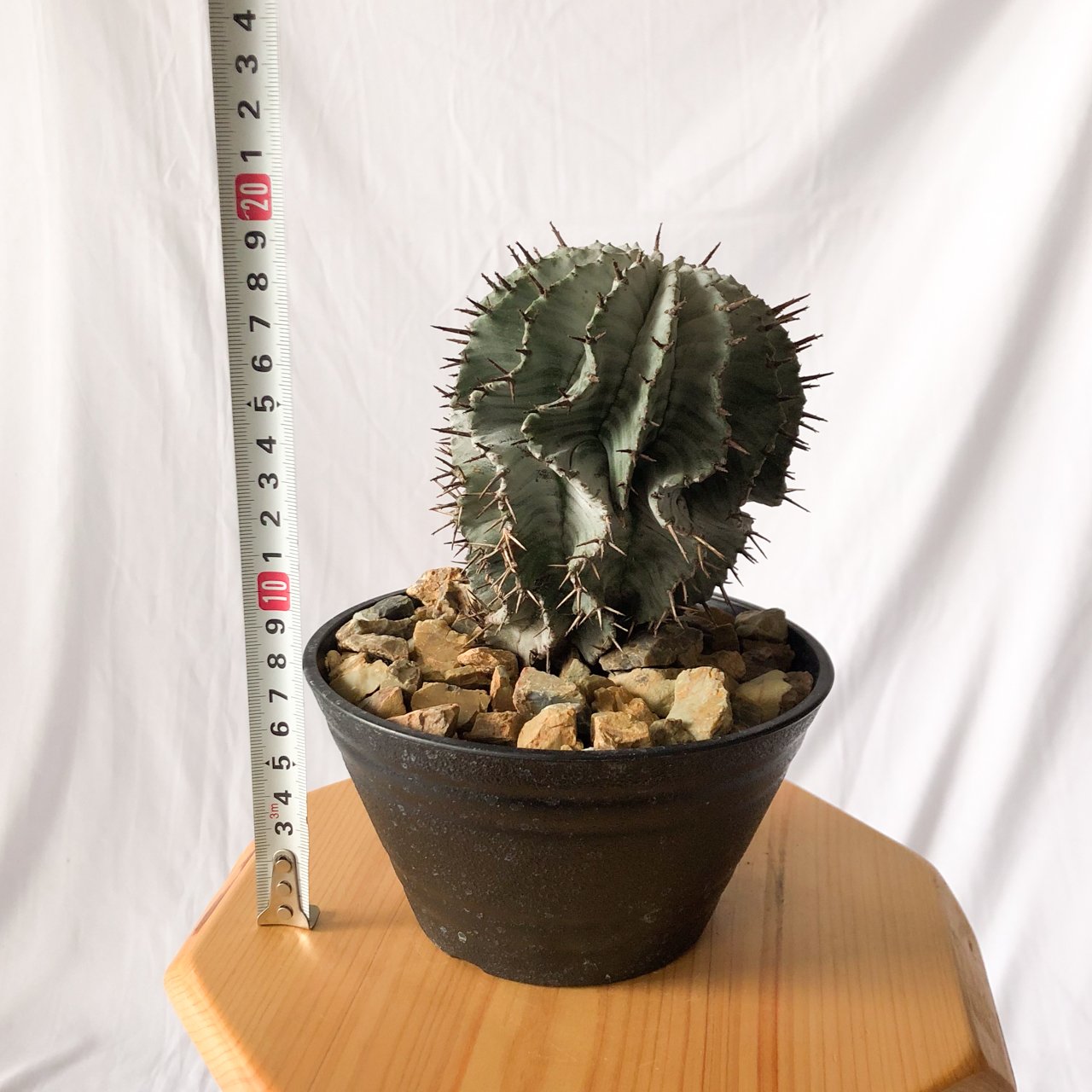 ユーフォルビアホリダ　関上ホリダ ユーフォルビア 関上ホリダ Euphorbia horida SEKIGAMI 多肉植物 珍奇