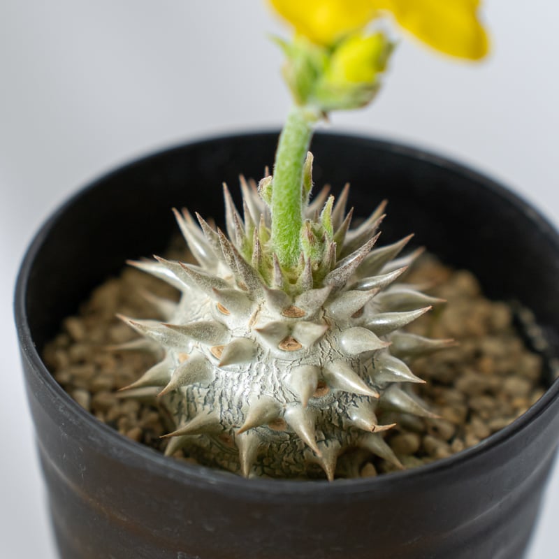 パキポディウム 恵比寿大黒 Pachypodium Densicaule 塊根植物