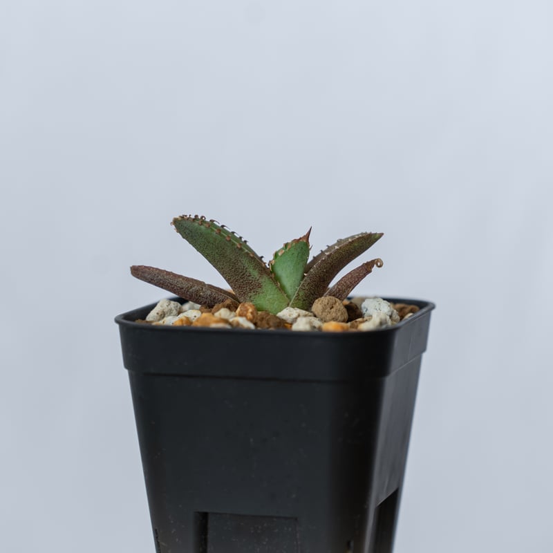 アガベ チタノタ 鰐亀 ワニガメ TC株 Agave titanota alligator s