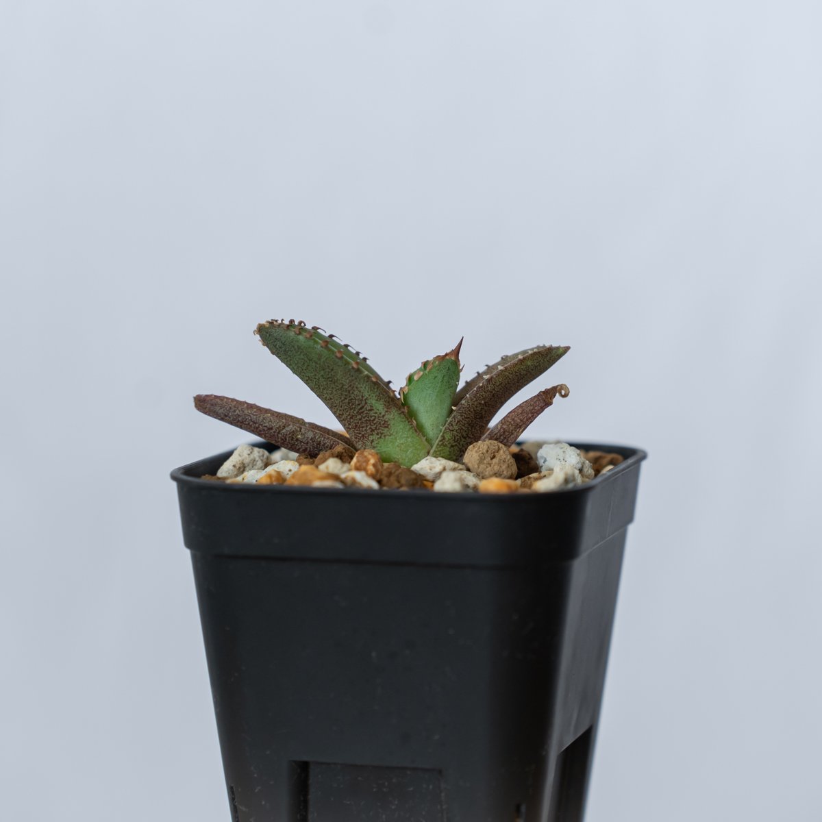 アガベ チタノタ 鰐亀 ワニガメ TC株 Agave titanota alligator s