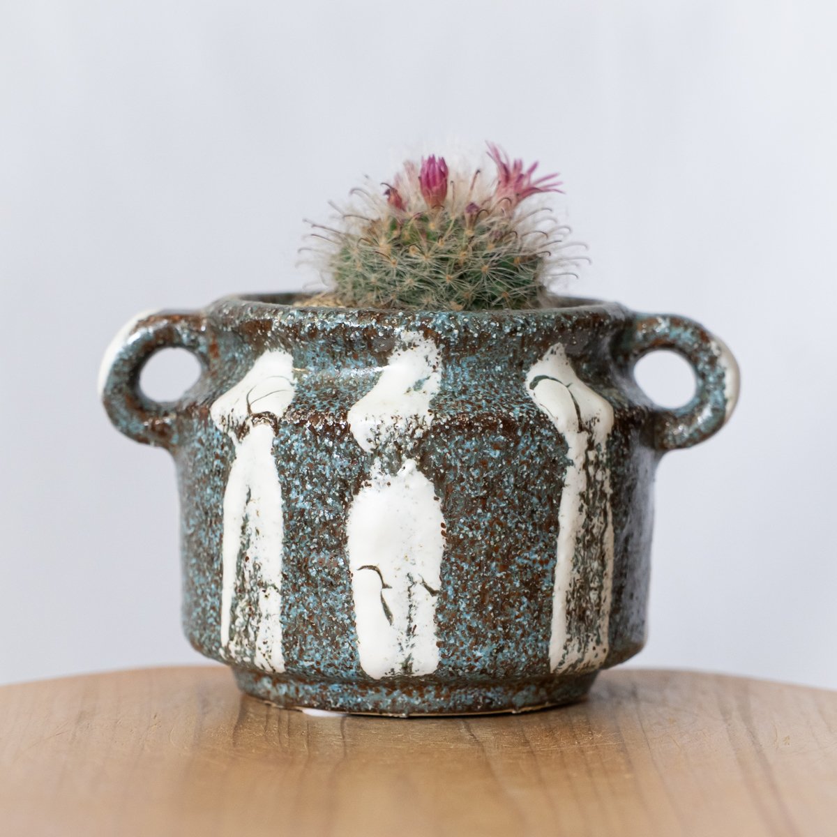 マミラリア グラッシー 鉢セット Mammillaria glassii サボテン 多肉