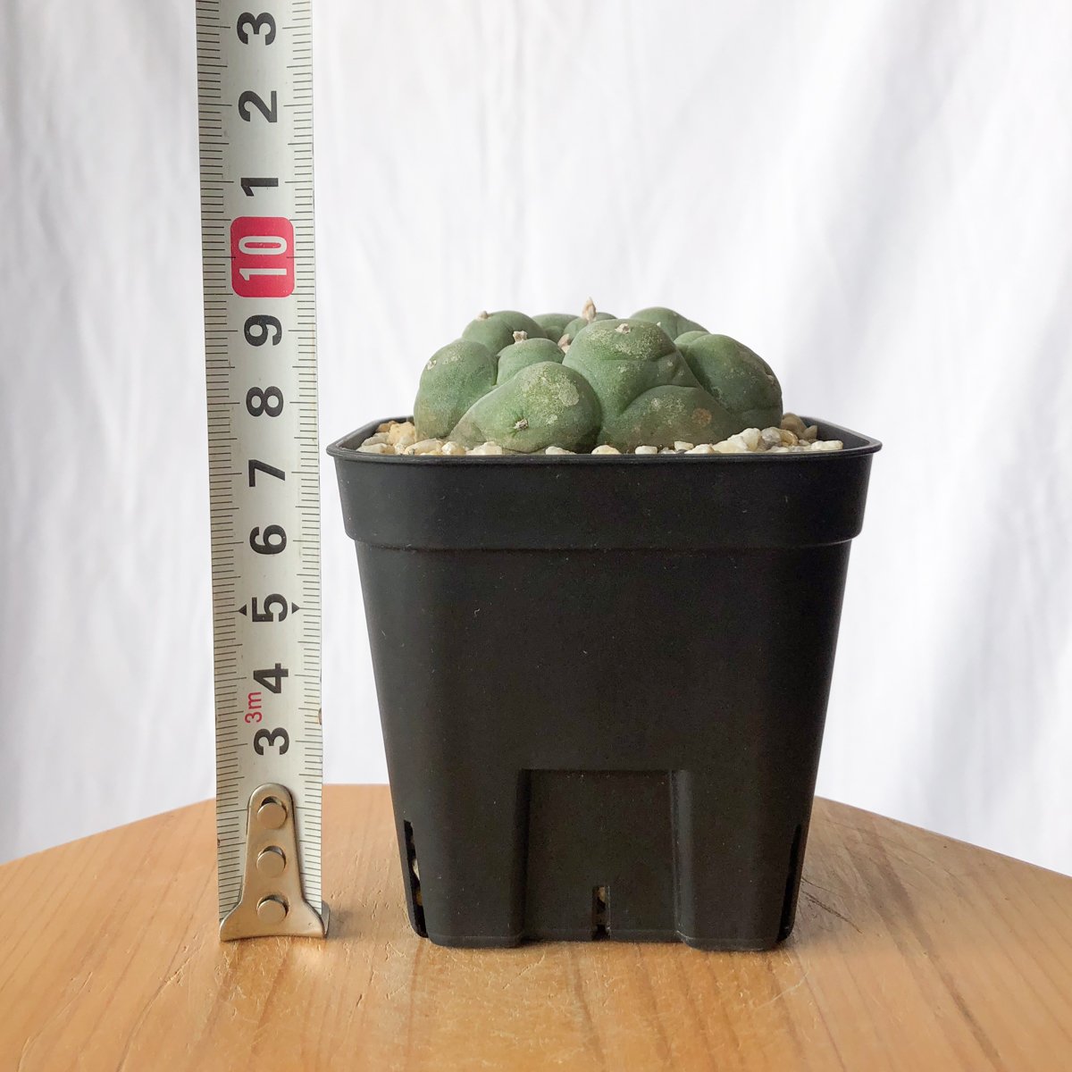 ロフォフォラ 疣銀冠玉 実生 美株 Lophophora williamsii var. de