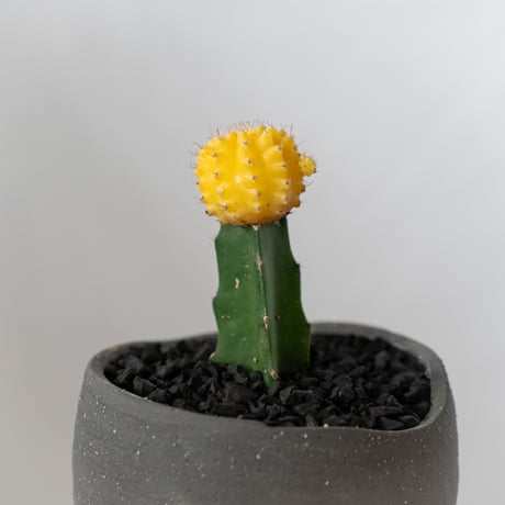 ギムノカリキウム ヒボタン 緋牡丹 鉢セット サボテン 多肉植物 観葉植物 インテリアグリーン 静岡 ANTIDOTE 通販 S877