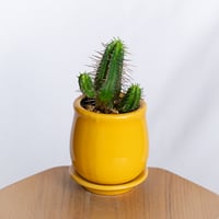 ユーフォルビア 紅彩閣 エノプラ Euphorbia enopla 塊根植物 多肉植物 珍奇植物 静岡 ANTIDOTE 通販 S1298