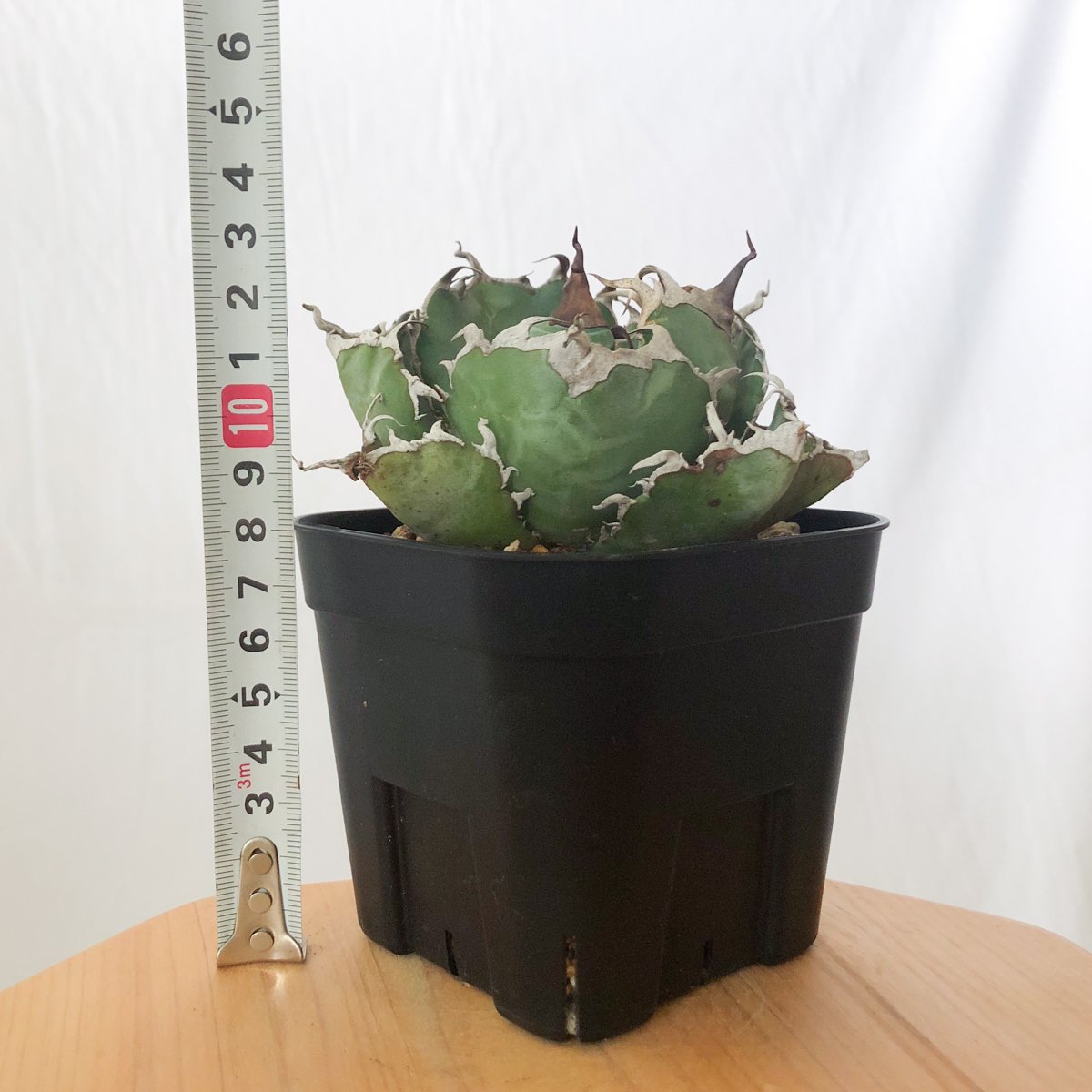 アガベ チタノタ 白鯨 美株 OC株【発根管理中】Agave titanota White W