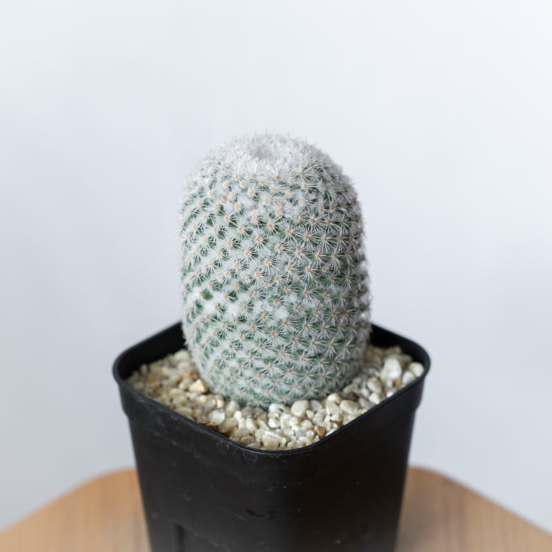 マミラリア 希望丸 実生 Mammillaria albilanata サボテン 多肉植物 珍