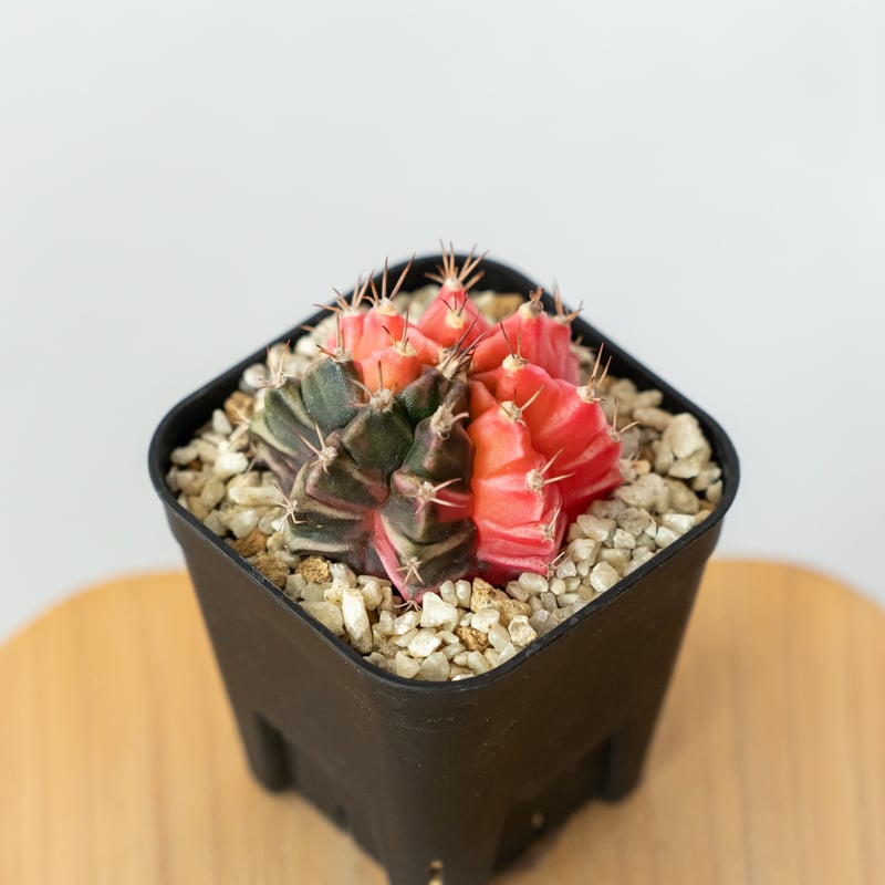 ギムノカリキウム ミハノビッチ 実生【発根管理中】緋牡丹錦