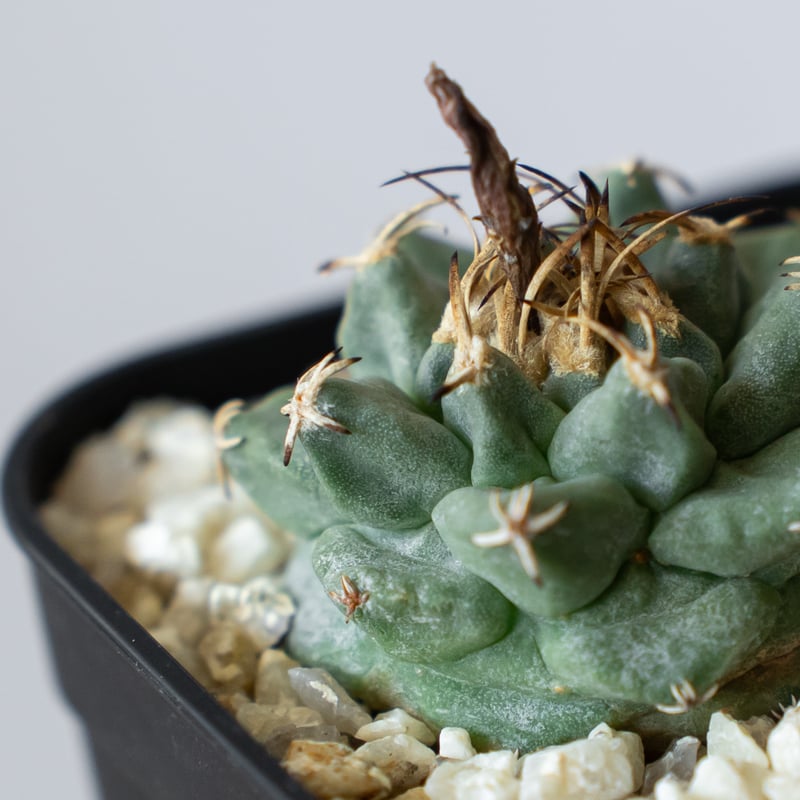ツルビニカルプス アロンソイ 実生 Turbinicarpus alonsoi サボテン
