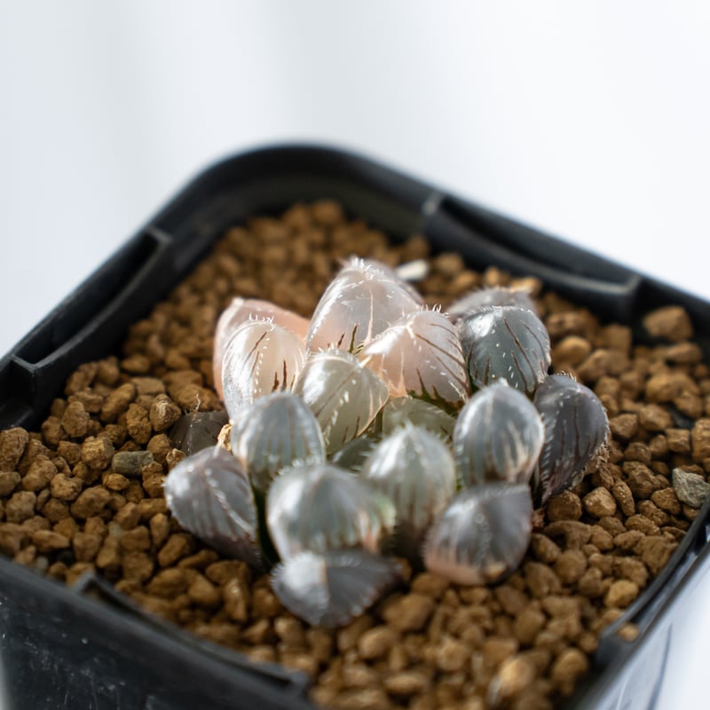 *.ブラックオブツーサ錦 大苗 *. ハオルシア * ハオルチア *多肉植物 * ハオルチア ブラックオブツーサ錦 Haworthia obtusa Black 多肉