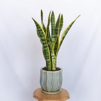 サンスベリア ローレンティー トラノオ 鉢セット Sansevieria trifasciata Laurentii  観葉植物 多肉植物 インテリアグリーン 静岡 ANTIDOTE 通販 S1134
