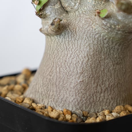 パキポディウム ブレビカウレ 恵比寿笑い 実生 Pachypodium brevicaule 塊根植物 コーデックス 多肉植物 珍奇植物 静岡 ANTIDOTE 通販 S1350