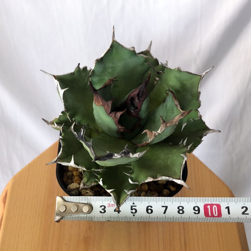 アガベ チタノタ 姫厳龍【発根管理中】OC株 美株 Agave titanota