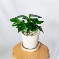 コーヒーの木 鉢セット Coffee tree 観葉植物 インテリアグリーン 珍奇植物 静岡 ANTIDOTE 通販 S1325