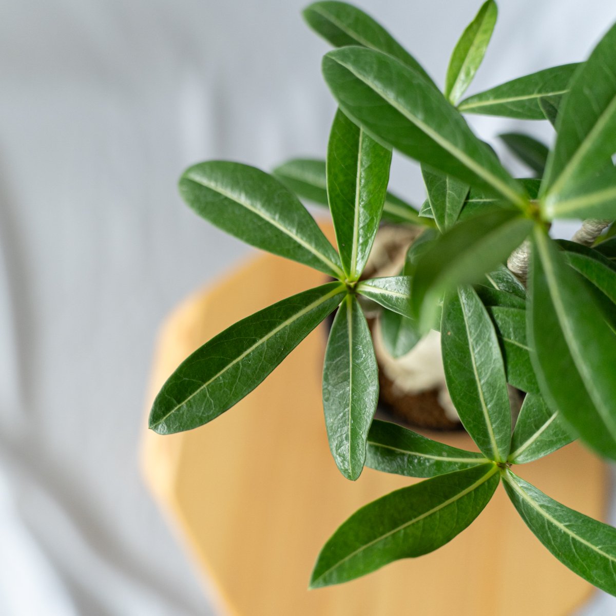 アデニウム アラビカム 発根済 Adenium arabicum 塊根植物 コーデック