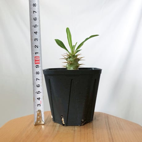 パキポディウム アンボンゲンセ 実生 Pachypodium ambongense 塊根植物 コーデックス 多肉植物 珍奇植物 静岡 ANTIDOTE 通販 S1450