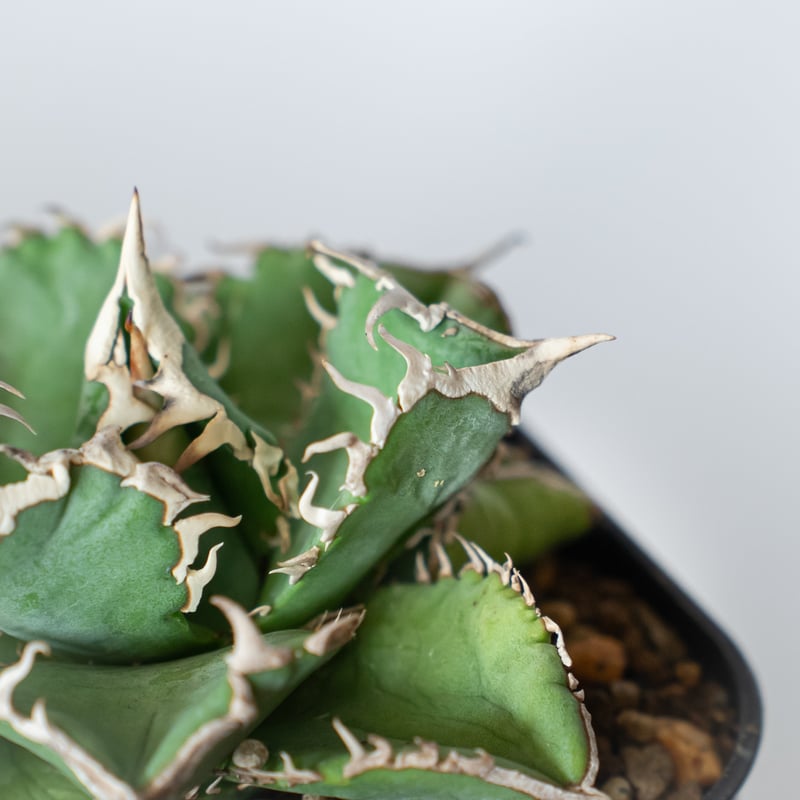 アガベ チタノタ 白豪刺【発根管理中】 Agave titanota TC株 多肉植物