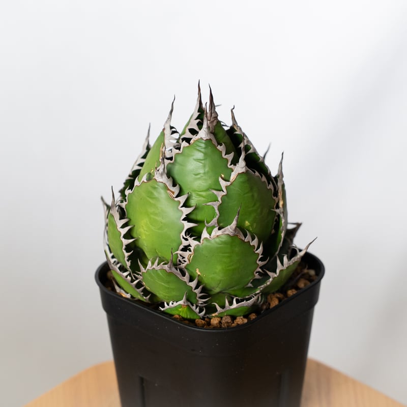 アガベ ホリダ 美株 【発根管理中】OC株 Agave horrida 多肉植物 珍奇