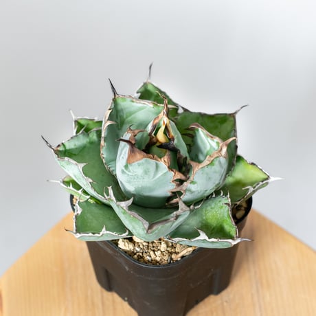 チタノタ　BB アガベ チタノタ BB