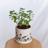 アロマティカス 鉢セット キューバンオレガノ Aromaticus 多肉植物  観葉植物 静岡 ANTIDOTE 通販 S1285