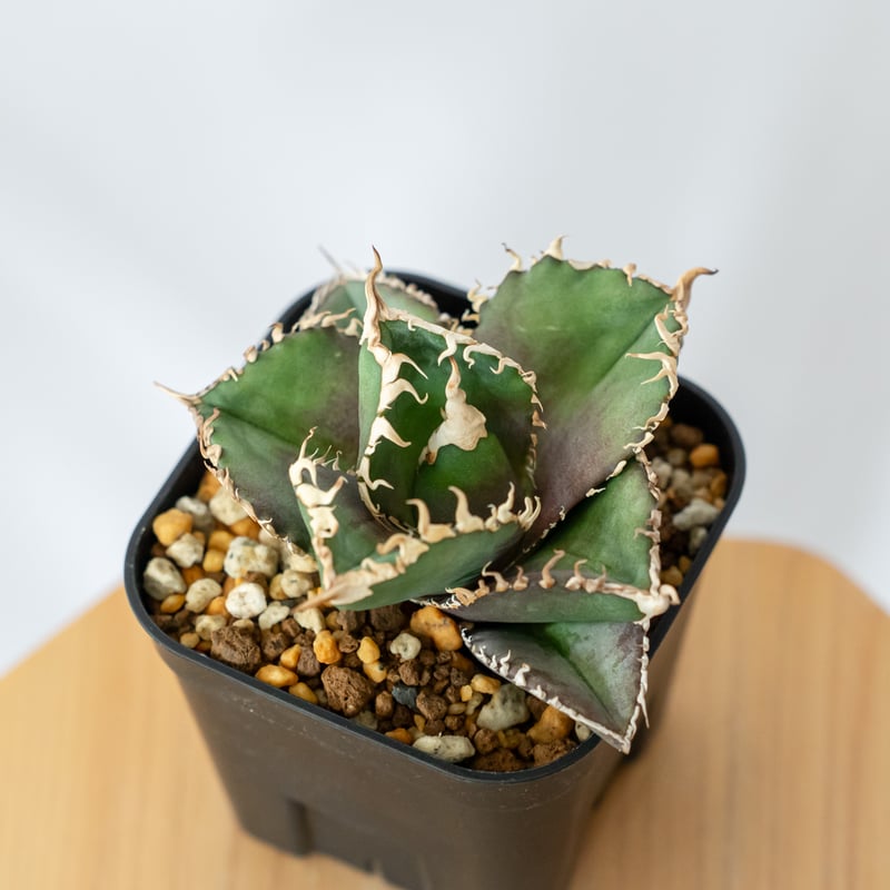 アガベ チタノタ 金剛 美株【発根管理中】TC株 Agave titanota