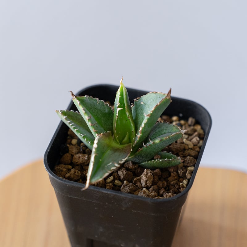 アガベ チタノタ 豆豆龍 【発根管理中】TC Agave titanota