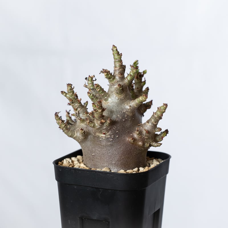 アデニウム アラビカム ブラックスキン 実生【発根管理中】Adenium