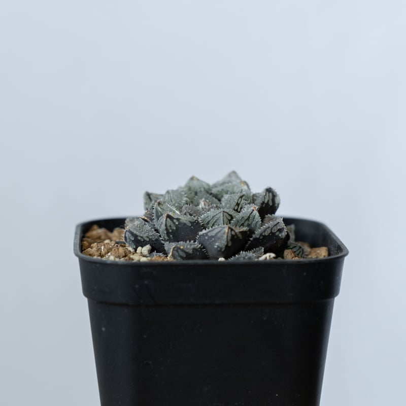 ハオルチア 魔剣 Haworthia maken 多肉植物 珍奇植物 静岡 ANTIDOTE