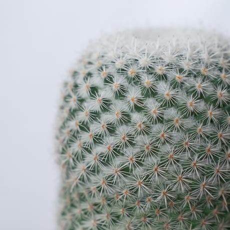 マミラリア 希望丸 実生 Mammillaria albilanata サボテン 多肉植物 珍奇植物 静岡 ANTIDOTE 通販 S1491