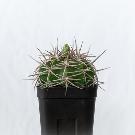 ギムノカリキウム フェロシオール 実生 Gymnocalycium hybopleurum v. ferocior サボテン 多肉植物 珍奇植物 静岡 ANTIDOTE 通販 S641