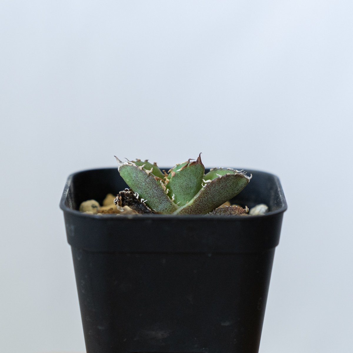 アガベチタノタ皇冠　crown 発根活着済み② アガベチタノタ皇冠 crown 発根活着済み② 発根済 アガベ