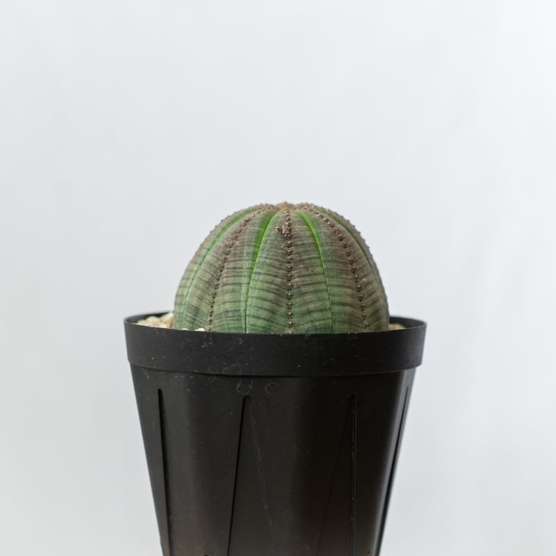 ユーフォルビア オベサ 美株 雄株 オス株 実生 Euphorbia obesa 多肉