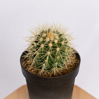エキノカクタス 金鯱 実生 Golden ball cactus サボテン 多肉植物 珍奇植物 静岡 ANTIDOTE 通販 S1153