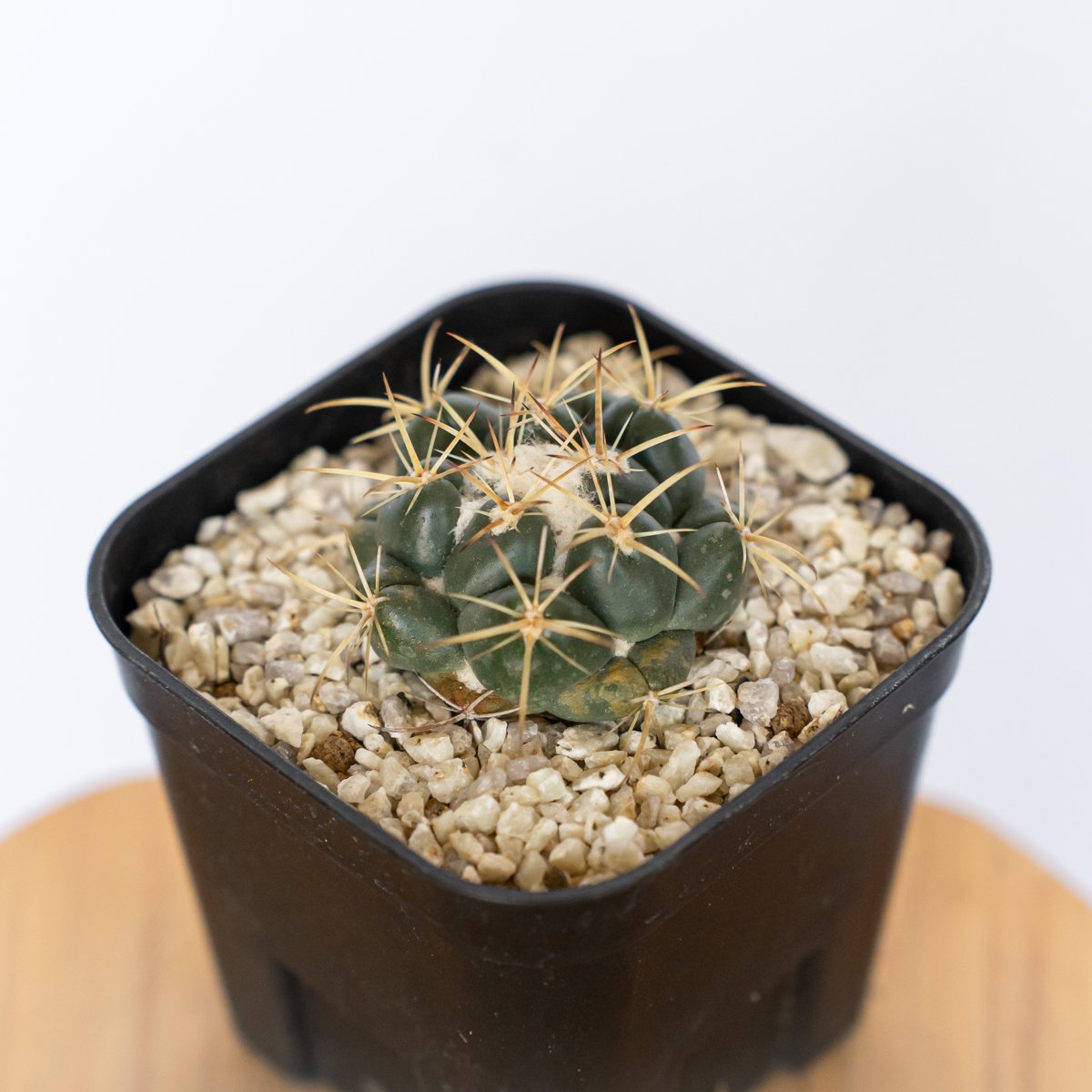 【希少】コリファンタ象牙丸 棘無し 国内実生 塊根植物 サボテン コリファンタ 象牙丸 実生 Coryphantha elephantidens サボテン 多肉