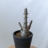 パキポディウム ウィンゾリー pachypodhium Windsorii 塊根植物 多肉植物 珍奇植物 静岡 ANTIDOTE 通販 S283